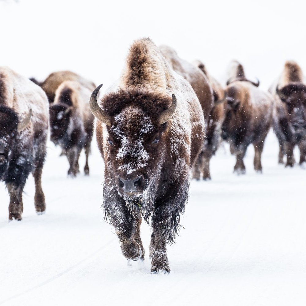 19 x13 " Buffalo snow winter photography art print matte nature wall art - Picture 3 of 5